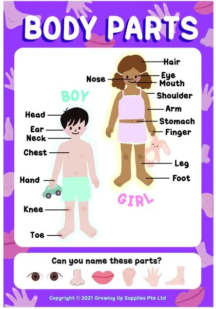 Growing Up Educational Posters (Set of 8) - General Knowledge (28X40cm)